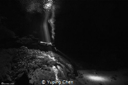 In the Light/ Cenote diving at Tajma Ha, Tulum, Mexico. C... by Yuping Chen 
